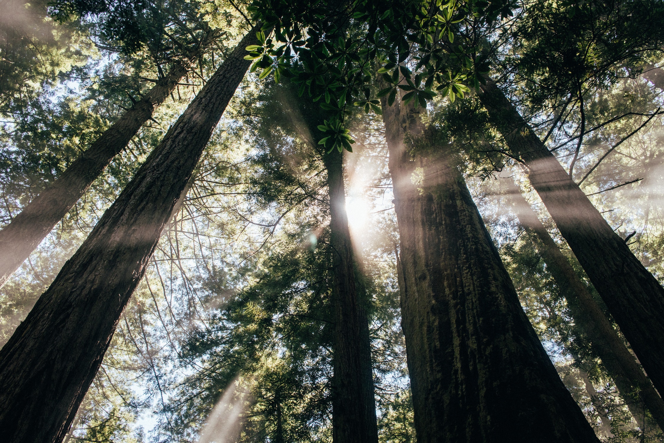 carbon offsets